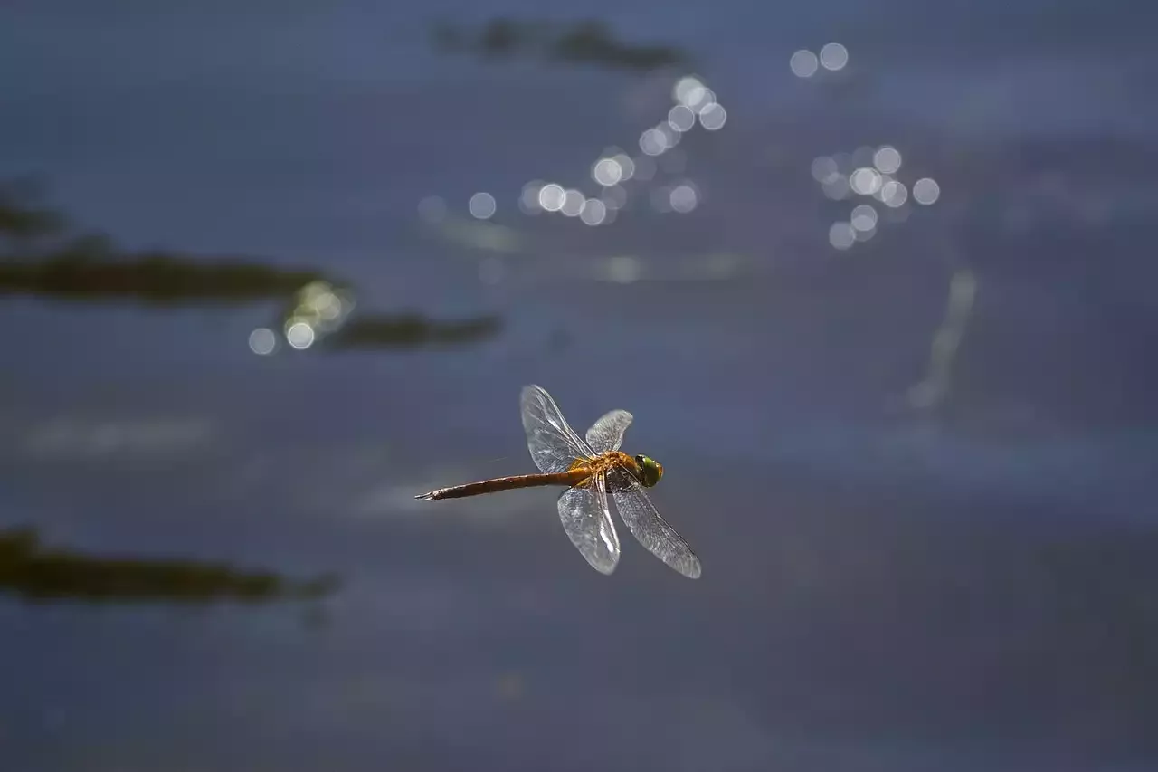 Su comunidad de pesca en línea