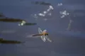 Descubra los mejores destinos de pesca con mosca